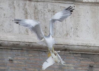 Le colombe del Papa attaccate da un corvo. “Oscuri presagi”