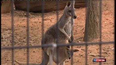 Video/ A Bergamo benvenuto al cangurino rosso