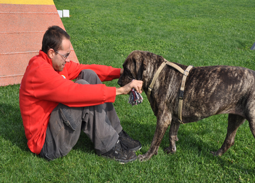 Rom gettano i cani sotto le auto. Poi chiedono denaro. L’orrore