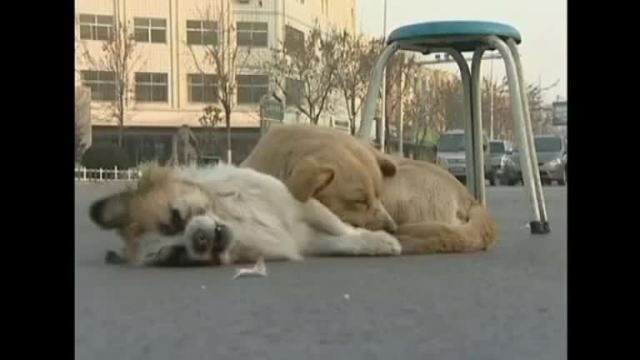 Rom gettano i cani sotto le auto. Poi chiedono denaro. L’orrore