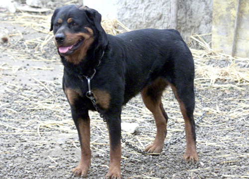 Bimbo di 27 mesi sbranato da un Rottweiler Bimbo di 27 mesi sbranato da un Rottweiler
