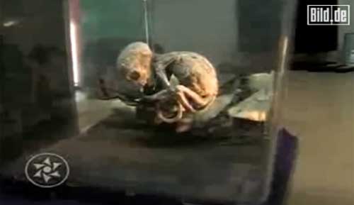 L’alieno della foresta: il mistero