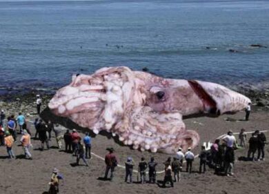 Mostro marino in spiaggia. Indagano ricercatori di tutto il mondo, ma…
