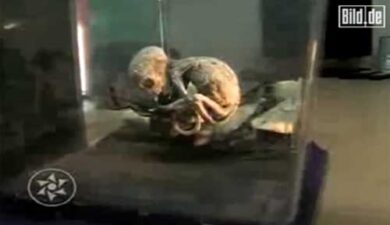 Sochi 2014: Obama, lavoriamo con Russia su sfida sicurezza