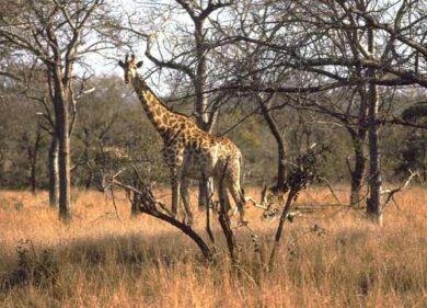 L’Ue contro il traffico illegale degli animali selvatici
