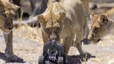 VIDEO: Vi sarete sempre chiesti come fanno