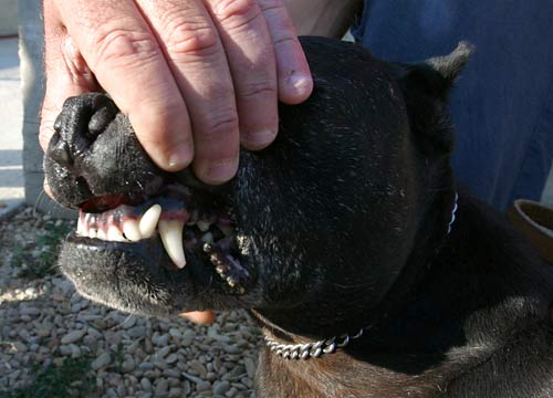Bambina di undici mesi sbranata dal pitbull di famiglia: la tragedia Bambina di undici mesi sbranata dal pitbull di famiglia: la tragedia