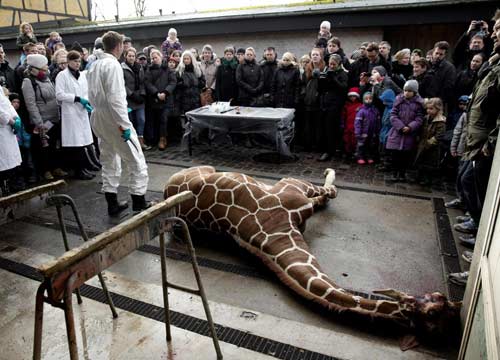 Galleria foto 'Choc in Danimarca, un secondo zoo vuole uccidere una piccola giraffa' - foto 2