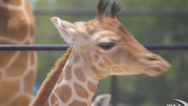 Galleria foto 'Choc in Danimarca, un secondo zoo vuole uccidere una piccola giraffa' - foto 6