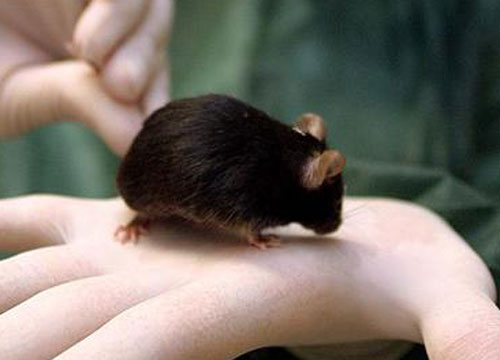 Scienza, dopo l’estinzione umana i topi ripopoleranno il pianeta Scienza, dopo l’estinzione umana i topi ripopoleranno il pianeta