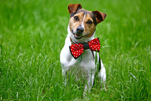 “Ai cani piace imparare”: ecco il metodo “dolce” per allevare il tuo “Ai cani piace imparare”: ecco il metodo “dolce” per allevare il tuo