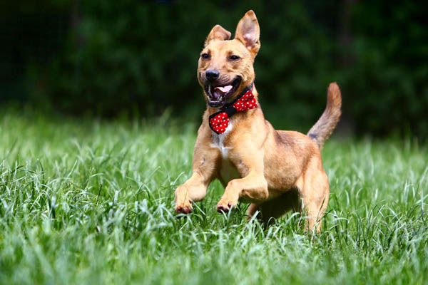 “Ai cani piace imparare”: ecco il metodo “dolce” per allevare il tuo “Ai cani piace imparare”: ecco il metodo “dolce” per allevare il tuo