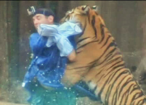 Tigre killer terrorizza l’India. Ha ucciso 10 persone in 2 mesi Tigre killer terrorizza l’India. Ha ucciso 10 persone in 2 mesi
