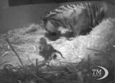 VIDEO: Allo Zoo di Londra un nuovo arrivo: un tigrotto Sumatra bebè