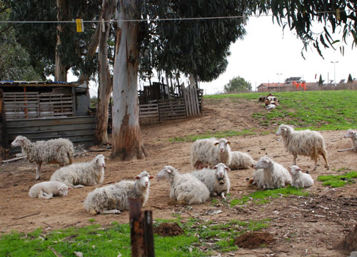 Diventa pastore per fame. Edilizia in crisi, W la campagna Diventa pastore per fame. Edilizia in crisi, W la campagna