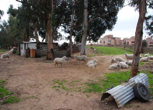 Diventa pastore per fame. Edilizia in crisi, W la campagna Diventa pastore per fame. Edilizia in crisi, W la campagna
