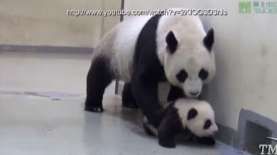 VIDEO: Mamma Panda porta a nanna Bimbo Panda