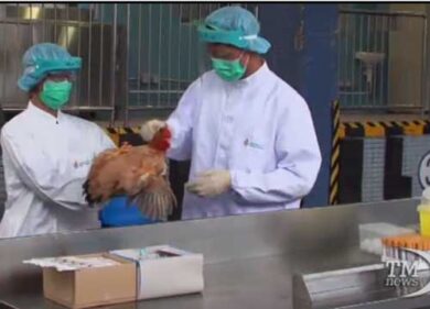 VIDEO: Primo caso ad Hong Kong di infezione umana del virus aviaria H7N9