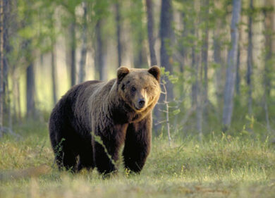 Ambiente, allarme Ispra: in Italia a rischio una specie su due
