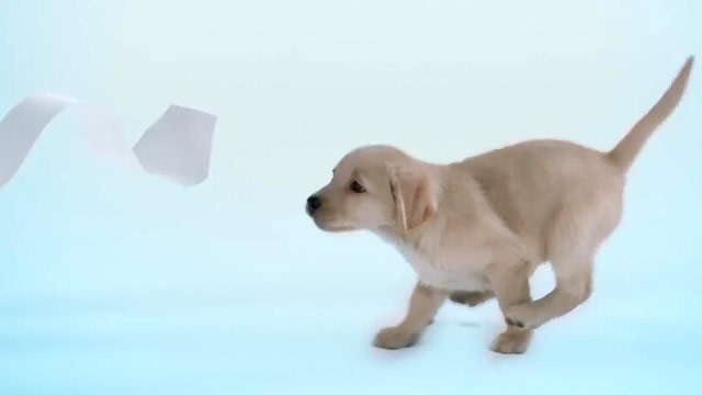 Torna il cagnolino Scottex: guarda la campagna firmata JWT Torna il cagnolino Scottex: guarda la campagna firmata JWT