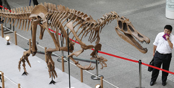 Scoperto il dinosauro più grande d’Europa. Le foto Scoperto il dinosauro più grande d’Europa. Le foto