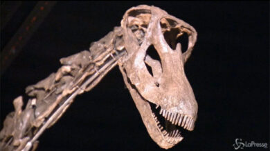 VIDEO: Regno Unito, all’asta scheletro dinosauro per un milione di dollari