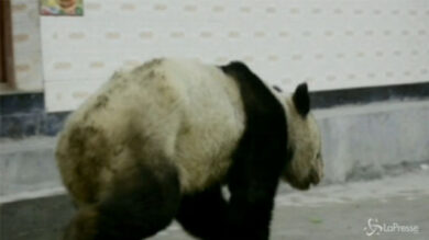 VIDEO: Cina, panda gigante fa incursione in un villaggio e morde un abitante