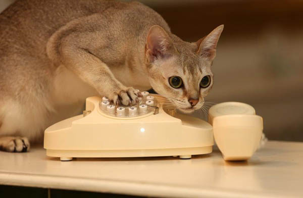 Famiglia ostaggio di un gatto chiama la polizia: “Siamo barricati in camera” Famiglia ostaggio di un gatto chiama la polizia: “Siamo barricati in camera”