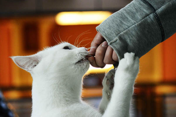Famiglia ostaggio di un gatto chiama la polizia: “Siamo barricati in camera” Famiglia ostaggio di un gatto chiama la polizia: “Siamo barricati in camera”