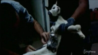 VIDEO: Brasile, salvato gatto usato per contrabbandare oggetti in carcere