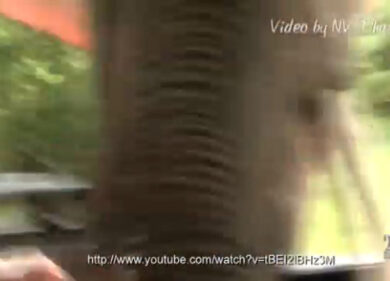 VIDEO: se ci mette il naso l’elefante