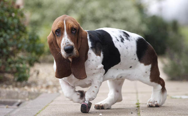 Arriva “Petme”, il primo social petwork dedicato agli animali