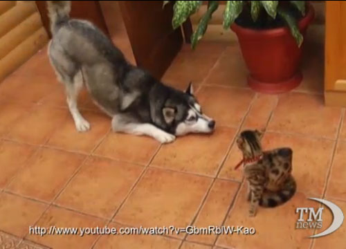 Ecco il cane più costoso al mondo. Venduto per 1,6 milioni di dollari Ecco il cane più costoso al mondo. Venduto per 1,6 milioni di dollari