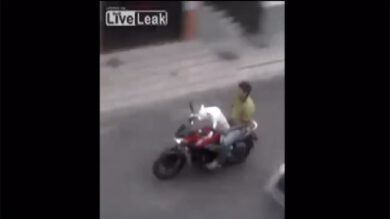 VIDEO: Zampe sul manubrio: ecco il cane che guida la moto