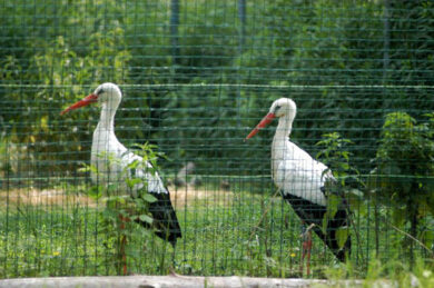 Dalla cicogna innamorata allla mamma-gorilla. L’incredibile umanità animale