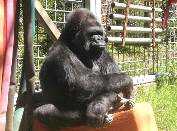 Dalla cicogna innamorata allla mamma-gorilla. L’incredibile umanità animale