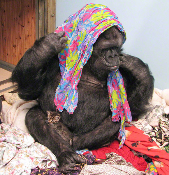 Dalla cicogna innamorata allla mamma-gorilla. L’incredibile umanità animale