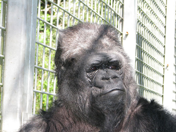 Dalla cicogna innamorata allla mamma-gorilla. L’incredibile umanità animale