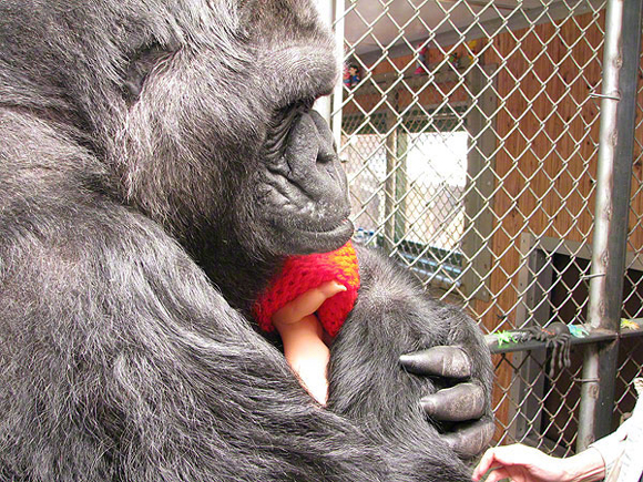 Dalla cicogna innamorata allla mamma-gorilla. L’incredibile umanità animale