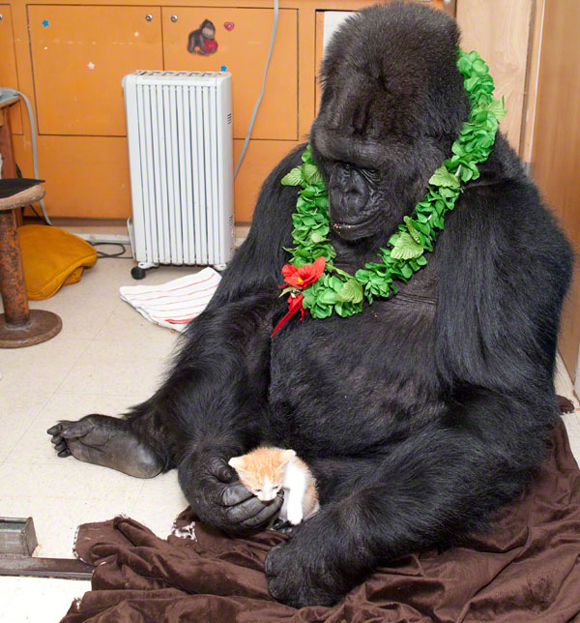 Dalla cicogna innamorata allla mamma-gorilla. L’incredibile umanità animale