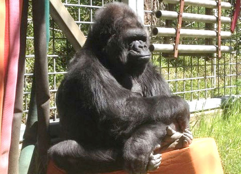 Dalla cicogna innamorata allla mamma-gorilla. L’incredibile umanità animale