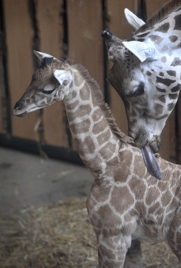 Dopo la giraffa, uccisi 4 leoni. “Lo zoo li ha fatti divorare”