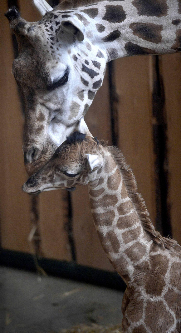 Dopo la giraffa, uccisi 4 leoni. “Lo zoo li ha fatti divorare”