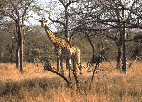 Dopo la giraffa, uccisi 4 leoni. “Lo zoo li ha fatti divorare”