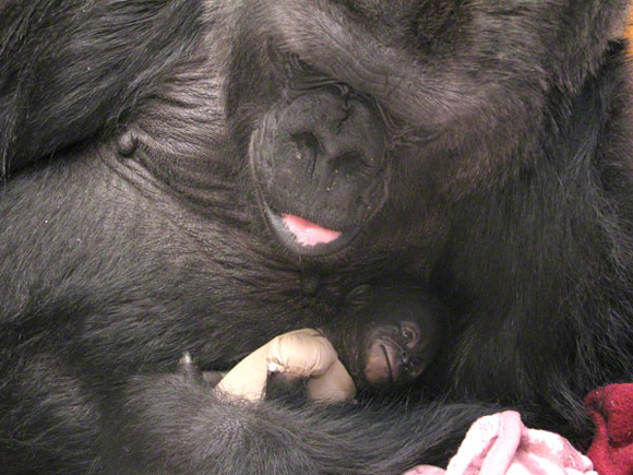 Dopo la giraffa, uccisi 4 leoni. “Lo zoo li ha fatti divorare”