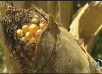 VIDEO: La Francia bandisce il mais transgenico Mon 810 della Monsanto
