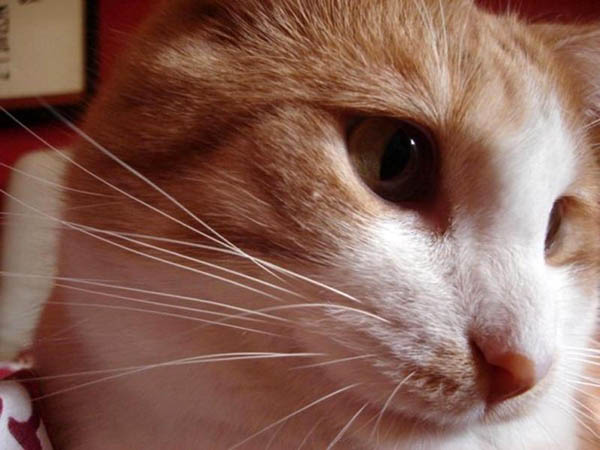Due umani prendono la tubercolosi dai gatti. E’ il primo caso al mondo Due umani prendono la tubercolosi dai gatti. E’ il primo caso al mondo