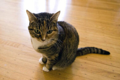 Due umani prendono la tubercolosi dai gatti. E’ il primo caso al mondo