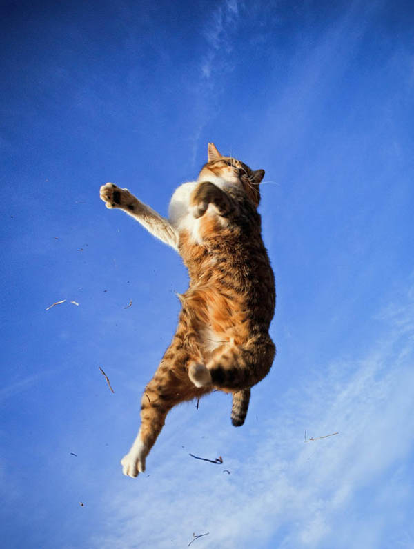 Due umani prendono la tubercolosi dai gatti. E’ il primo caso al mondo Due umani prendono la tubercolosi dai gatti. E’ il primo caso al mondo