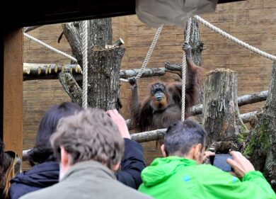 L’orango made in Roma cambia casa. Le “ragazze” ora hanno una suite
